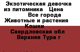 Экзотическая девочка из питомника › Цена ­ 25 000 - Все города Животные и растения » Кошки   . Свердловская обл.,Верхняя Тура г.